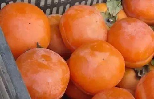 柿子和牛奶同吃有毒？今年秋天还能好好吃柿子吗！