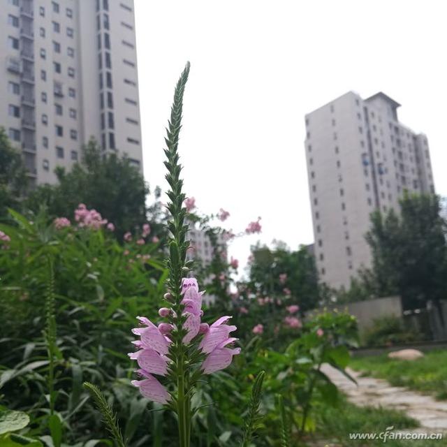 买手机赠画屏？魅族PRO 7深度评测体验