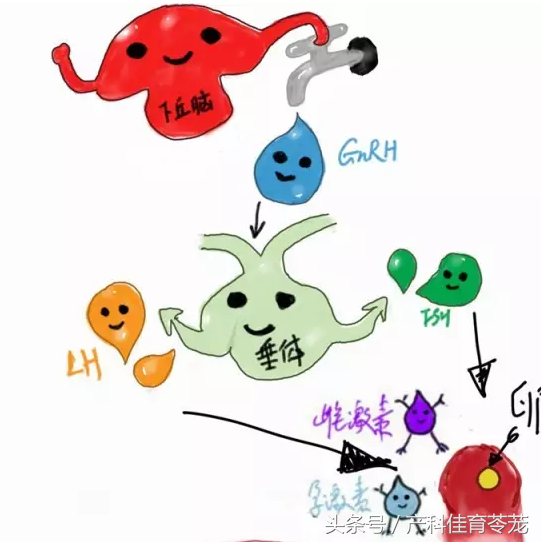 青春期月经异常，需要治疗吗？
