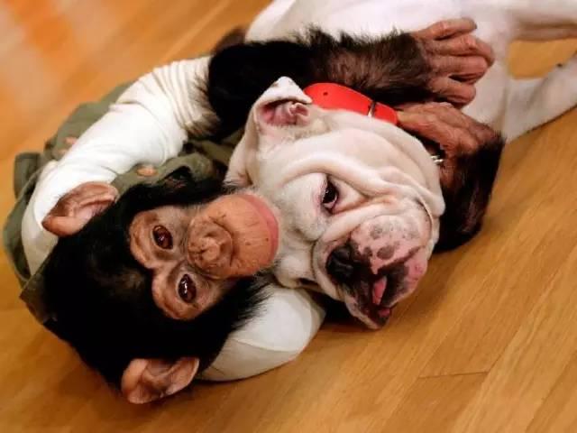 霓虹国的猩猩和斗牛犬的浪漫故事再也不会有啦！呜~