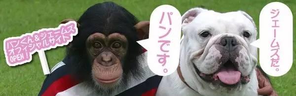 霓虹国的猩猩和斗牛犬的浪漫故事再也不会有啦！呜~
