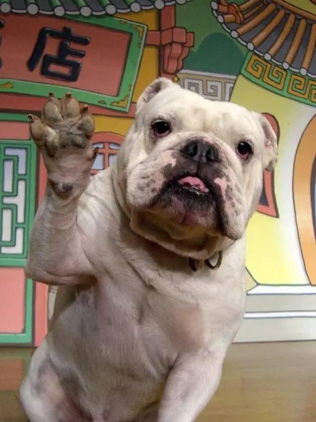 霓虹国的猩猩和斗牛犬的浪漫故事再也不会有啦！呜~