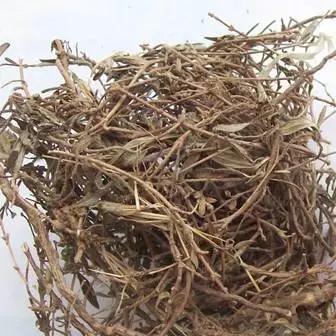 跟我识中药 | 治肝病、祛肝毒之首选药——垂盆草