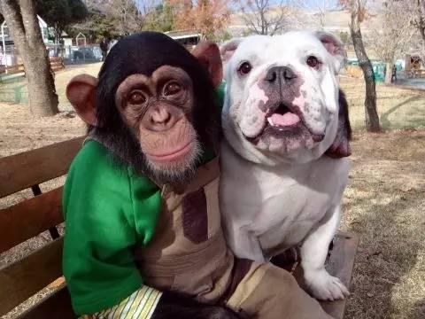 霓虹国的猩猩和斗牛犬的浪漫故事再也不会有啦！呜~