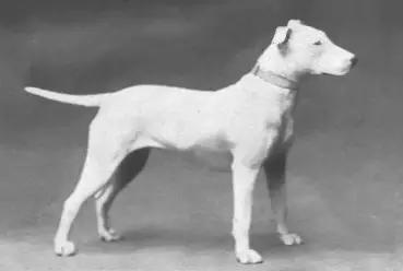 动物世界犬种-牛头梗