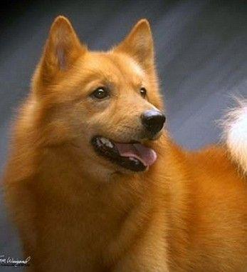 活泼友善，可爱热切，忠诚勇敢的芬兰狐狸犬