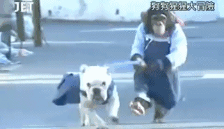 霓虹国的猩猩和斗牛犬的浪漫故事再也不会有啦！呜~