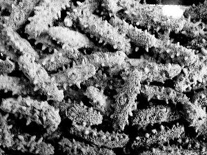 备孕吃海参好还是燕窝好 2026年备孕吃海参好还是燕窝好一点