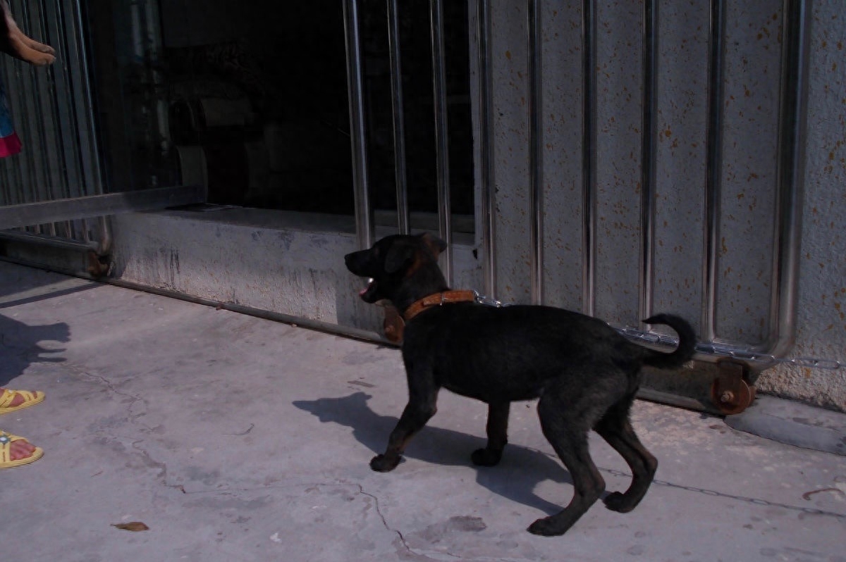 中国本土最优秀的猎犬:四川青川犬,无奈被盗狗者吃掉濒临灭绝