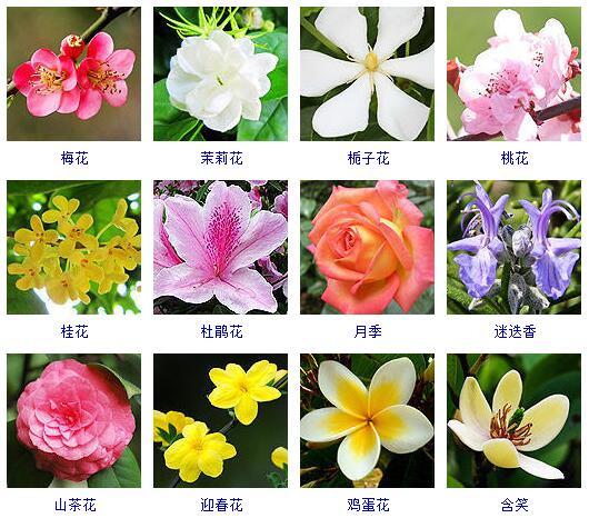 木本植物有哪些（花卉知识什么是木本植物常见的木本植物都有哪些）