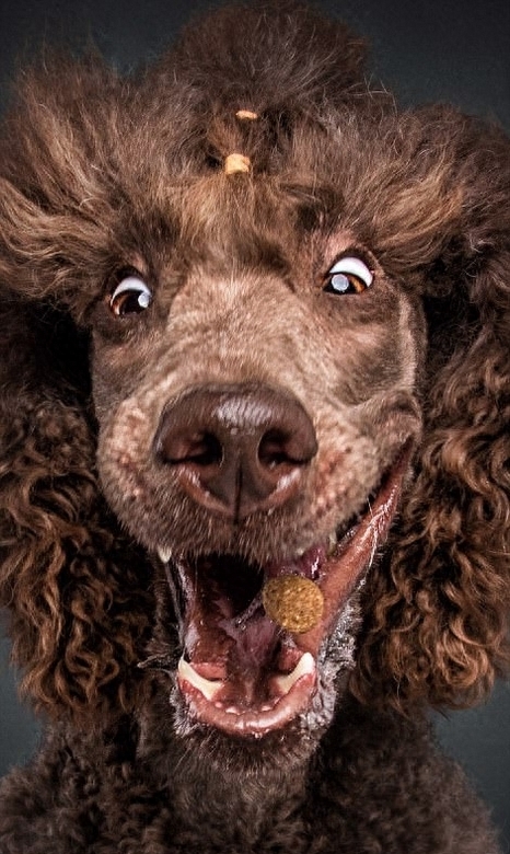 抓拍狗狗接食百态 龇牙咧嘴超好笑