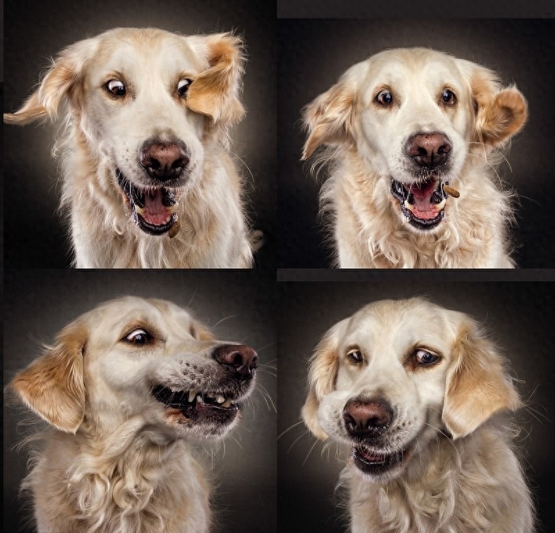 抓拍狗狗接食百态 龇牙咧嘴超好笑