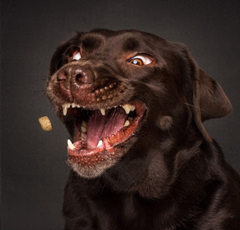 抓拍狗狗接食百态 龇牙咧嘴超好笑