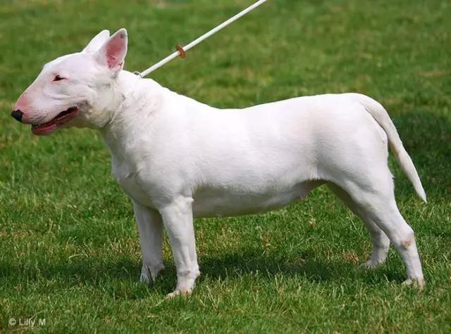 动物世界犬种-牛头梗