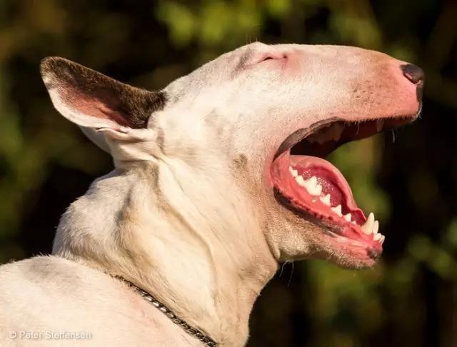 动物世界犬种-牛头梗
