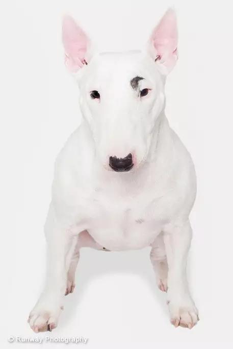 动物世界犬种-牛头梗