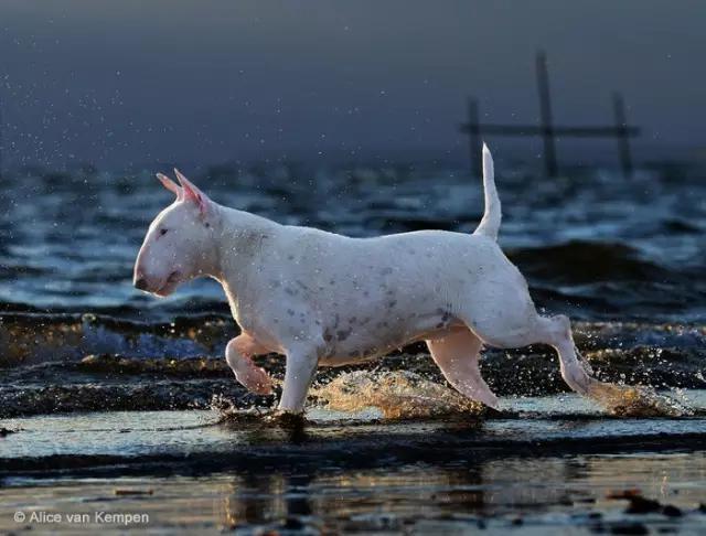 动物世界犬种-牛头梗