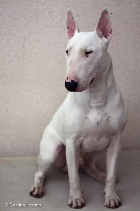 动物世界犬种-牛头梗