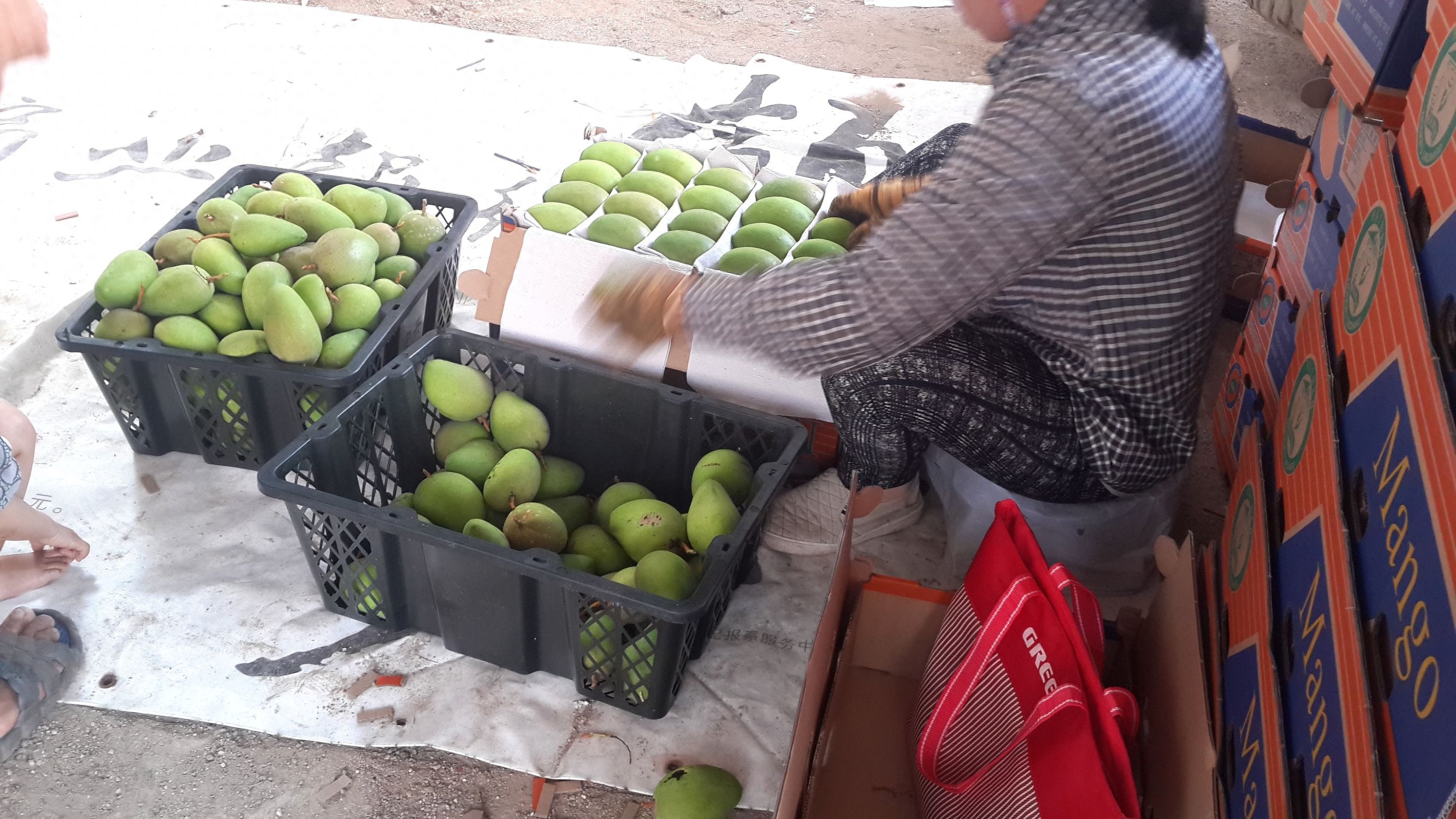 实拍三亚游客手中的芒果,本地农民大叔是怎么采摘卖的