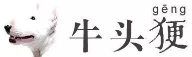 动物世界犬种-牛头梗