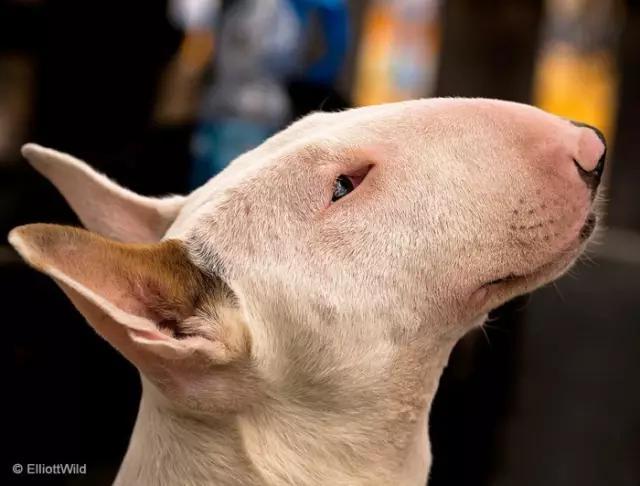 动物世界犬种-牛头梗