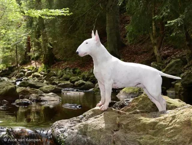 动物世界犬种-牛头梗