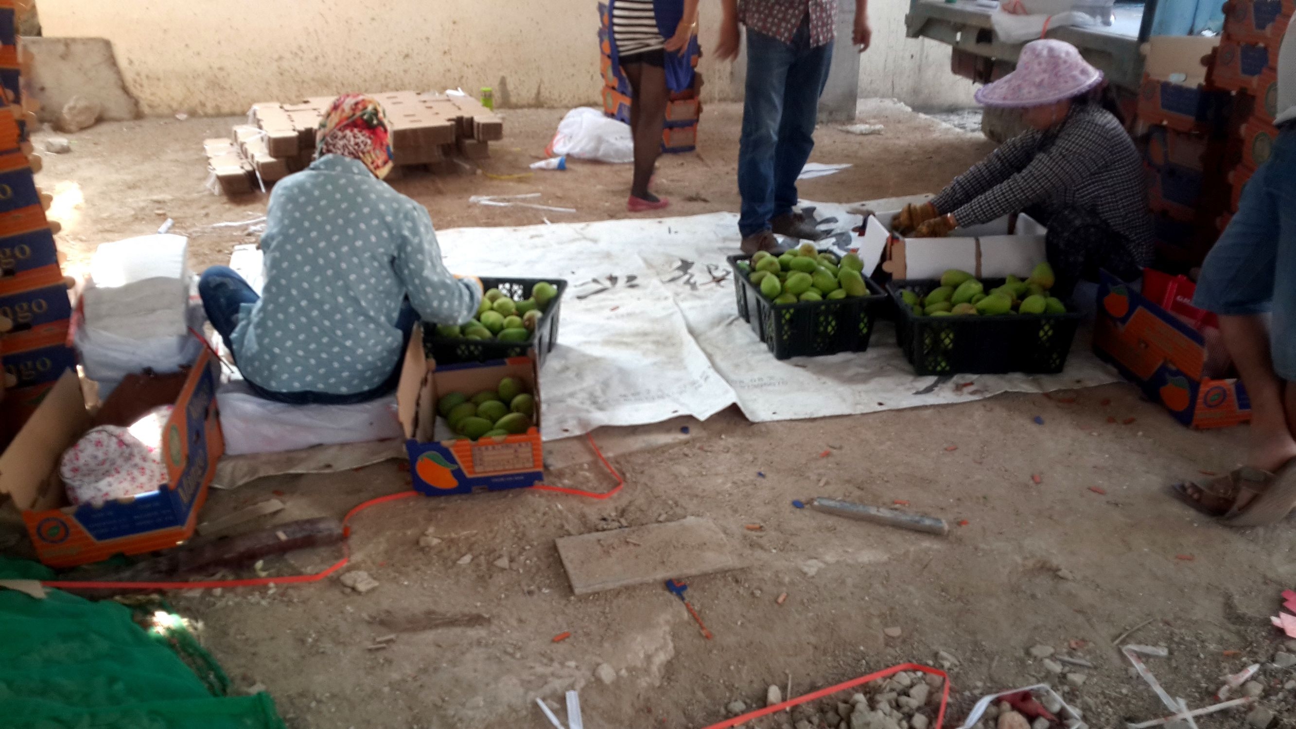 实拍三亚游客手中的芒果,本地农民大叔是怎么采摘卖的