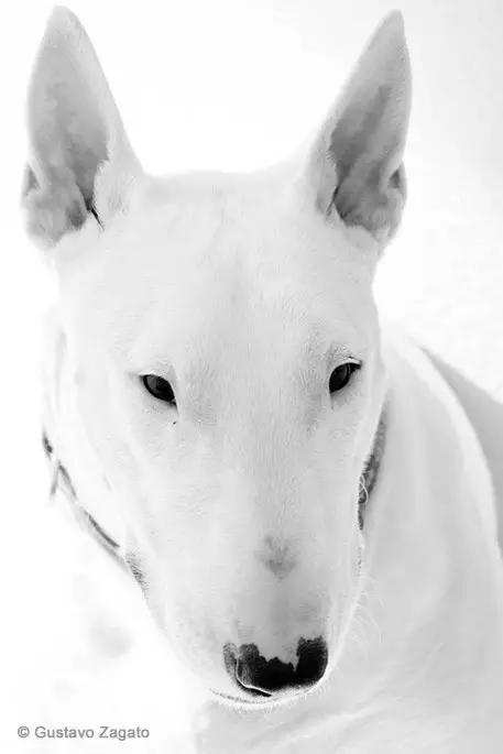 动物世界犬种-牛头梗