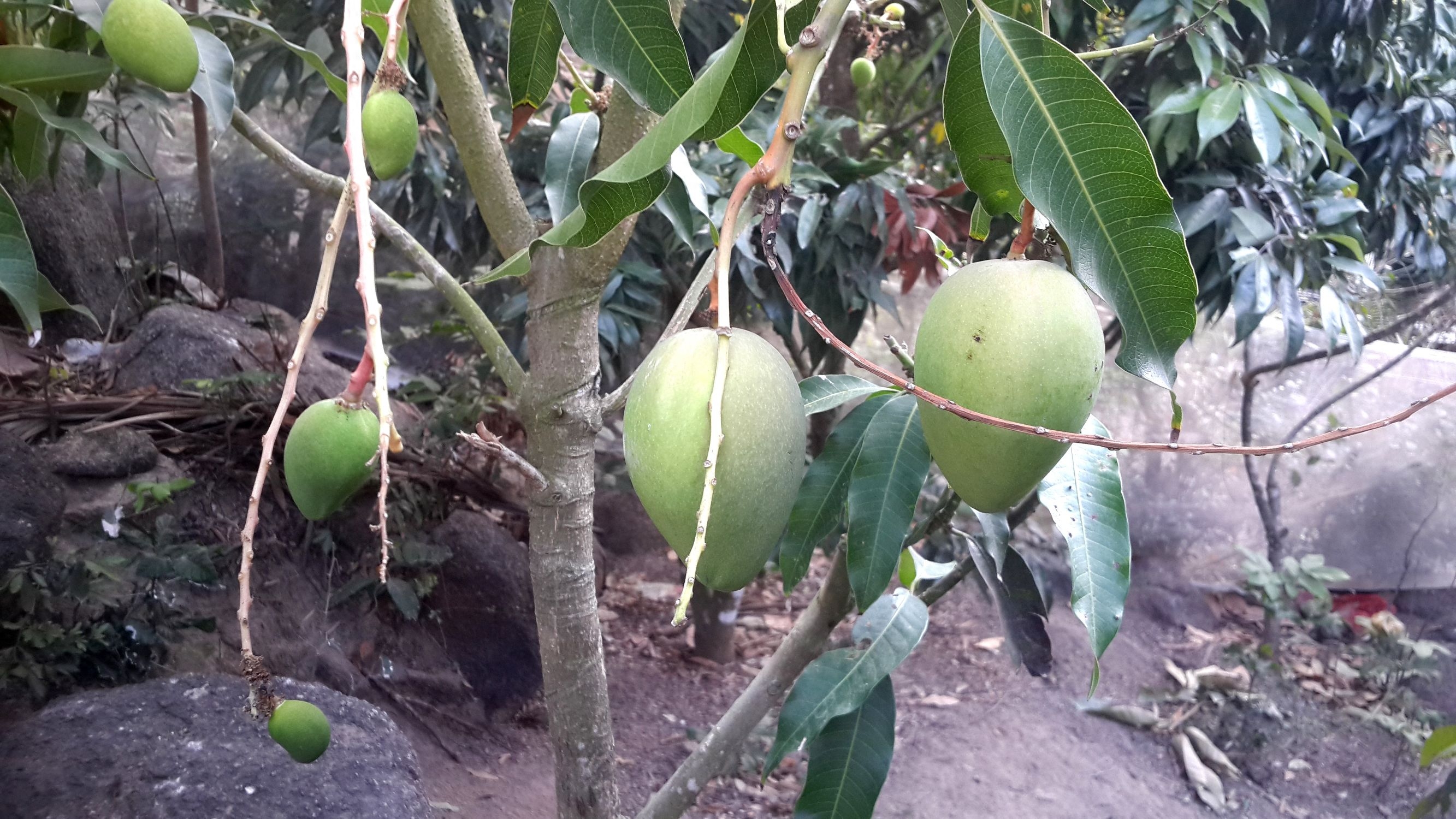 实拍三亚游客手中的芒果,本地农民大叔是怎么采摘卖的