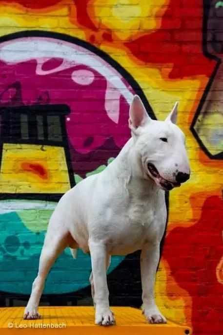 动物世界犬种-牛头梗