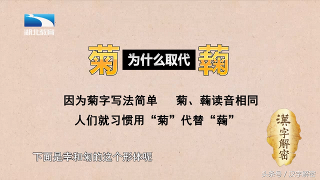 汉字解密｜菊：“菊”字最初并不是指菊花，它到底是指什么？