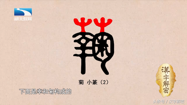 汉字解密｜菊：“菊”字最初并不是指菊花，它到底是指什么？