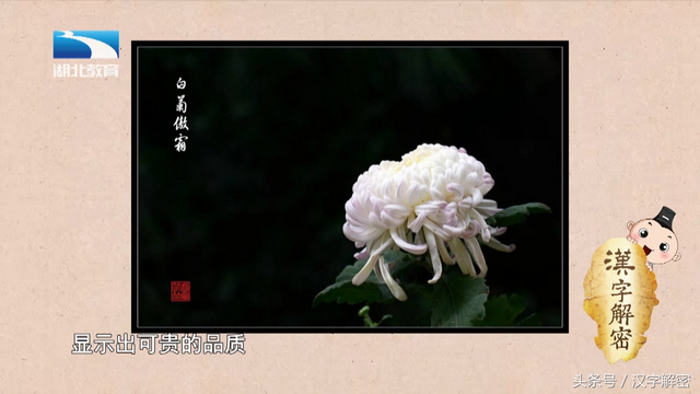 汉字解密｜菊：“菊”字最初并不是指菊花，它到底是指什么？