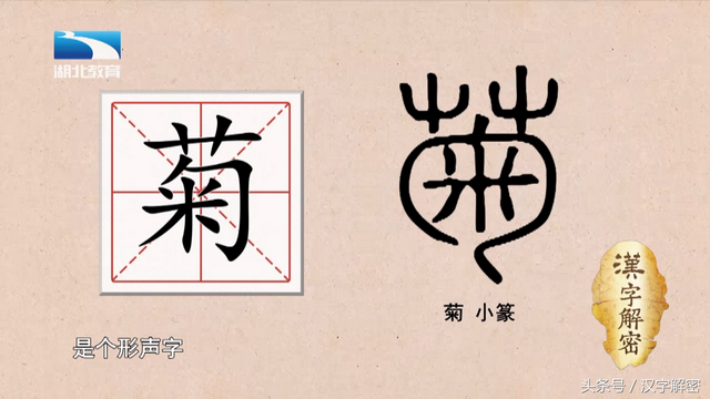 汉字解密｜菊：“菊”字最初并不是指菊花，它到底是指什么？