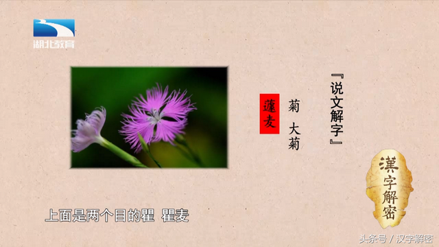汉字解密｜菊：“菊”字最初并不是指菊花，它到底是指什么？