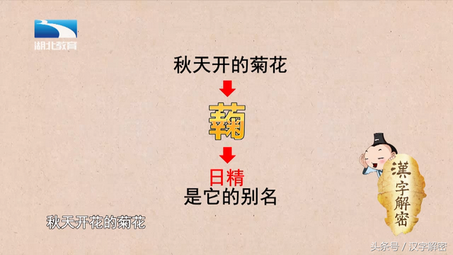 汉字解密｜菊：“菊”字最初并不是指菊花，它到底是指什么？
