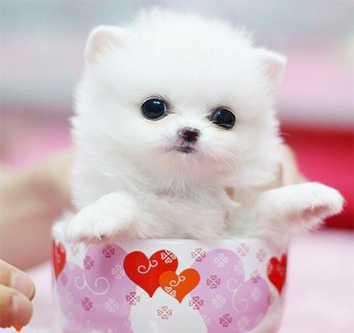 什么是茶杯泰迪（茶杯泰迪犬图片）