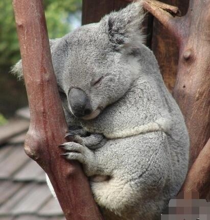 无尾熊到底是不是熊,你真的清楚吗