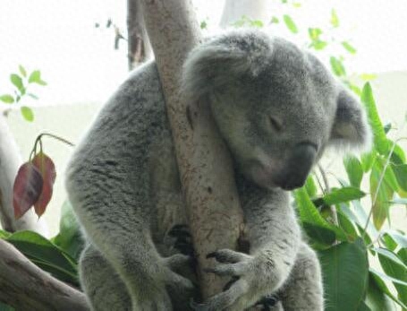 无尾熊到底是不是熊,你真的清楚吗