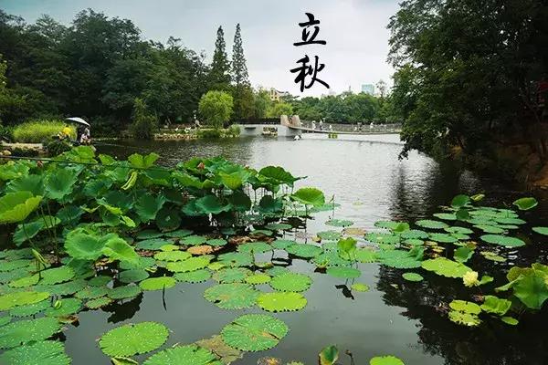 花胶汤变绿 2026年花胶煲出来汤是什么颜色