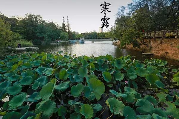 花胶汤变绿 2026年花胶煲出来汤是什么颜色