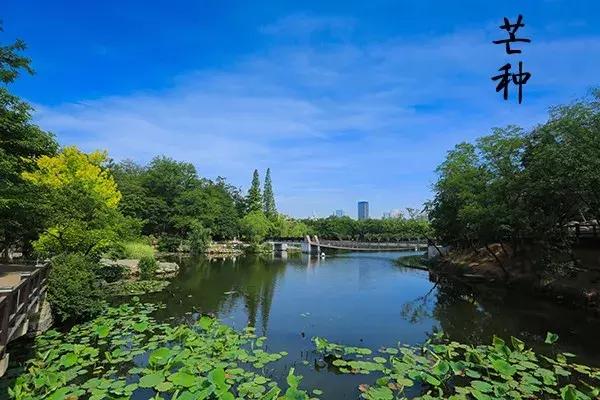 花胶汤变绿 2026年花胶煲出来汤是什么颜色 花胶汤变绿 2026年花胶煲出来汤是什么颜色