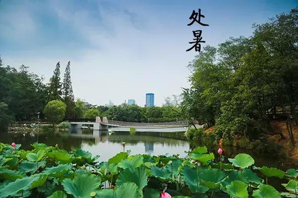 花胶汤变绿 2026年花胶煲出来汤是什么颜色 花胶汤变绿 2026年花胶煲出来汤是什么颜色