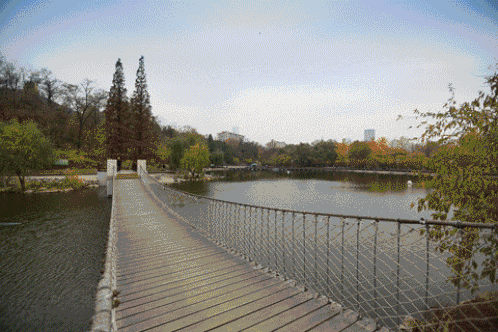 花胶汤变绿 2026年花胶煲出来汤是什么颜色