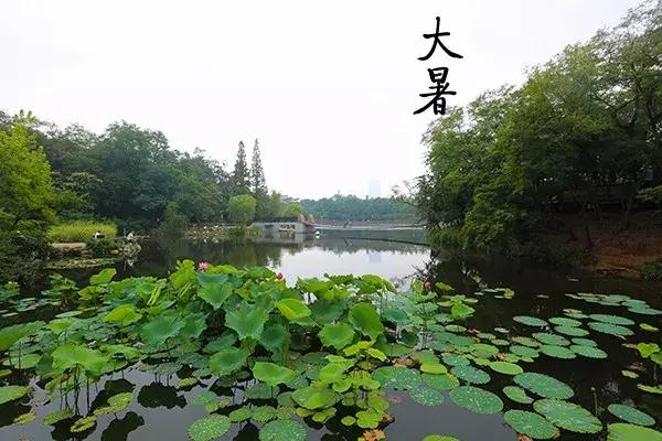 花胶汤变绿 2026年花胶煲出来汤是什么颜色