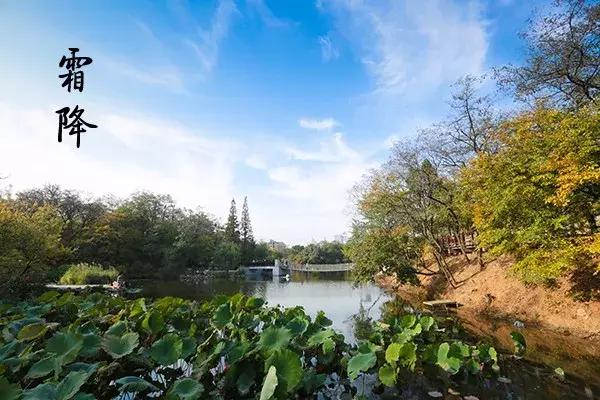 花胶汤变绿 2026年花胶煲出来汤是什么颜色 花胶汤变绿 2026年花胶煲出来汤是什么颜色