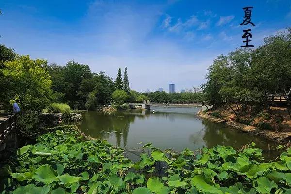 花胶汤变绿 2026年花胶煲出来汤是什么颜色 花胶汤变绿 2026年花胶煲出来汤是什么颜色