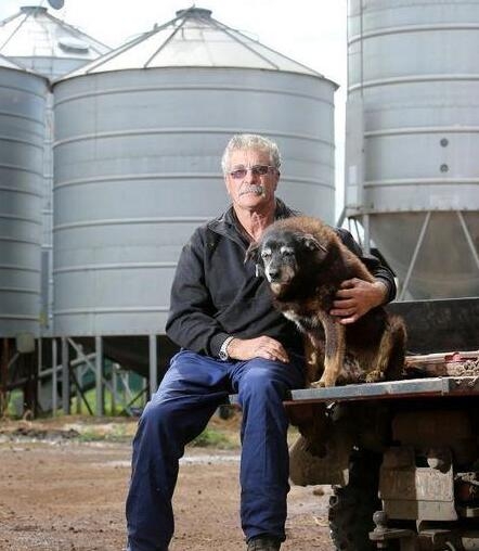 世界最老犬澳大利亚牧羊犬辞世,享龄竟高达30岁