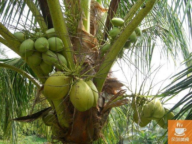 椰子有哪些功效？（原来椰子能治百病的你不知道椰子的惊人功效千万人转载）