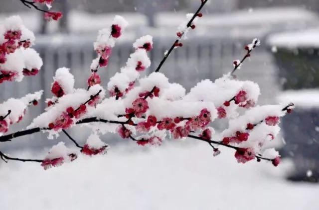 和孩子一起读诗｜遥知不是雪，为有暗香来